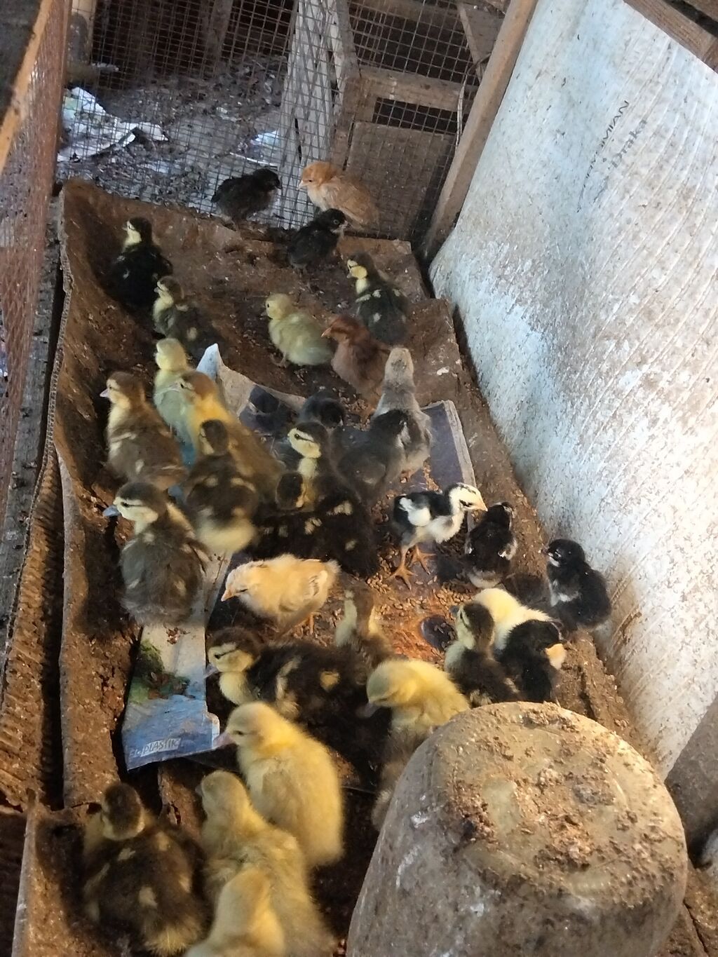Məhsul: Ördək balaları (qarışıq rəngləi Çox gotrene endirim olunacag — Heyvanlar, Xırdalan (3)
