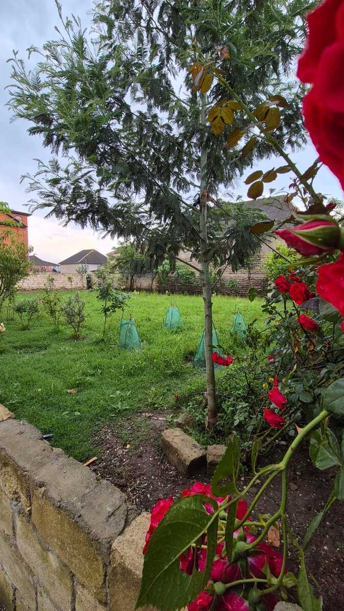 Həyət evi, Boladı k — Ev, villa, Lənkəran (8)