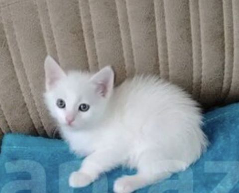 Ağ tüklü bala pişik - Rəng: tam ağ, yumşaq və sıx tüklü - Gözlər — Xırdalan