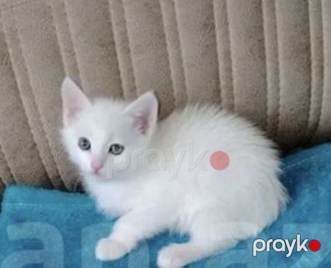 Ağ tüklü bala pişik - Rəng: tam ağ, yumşaq və sıx tüklü - Gözlər