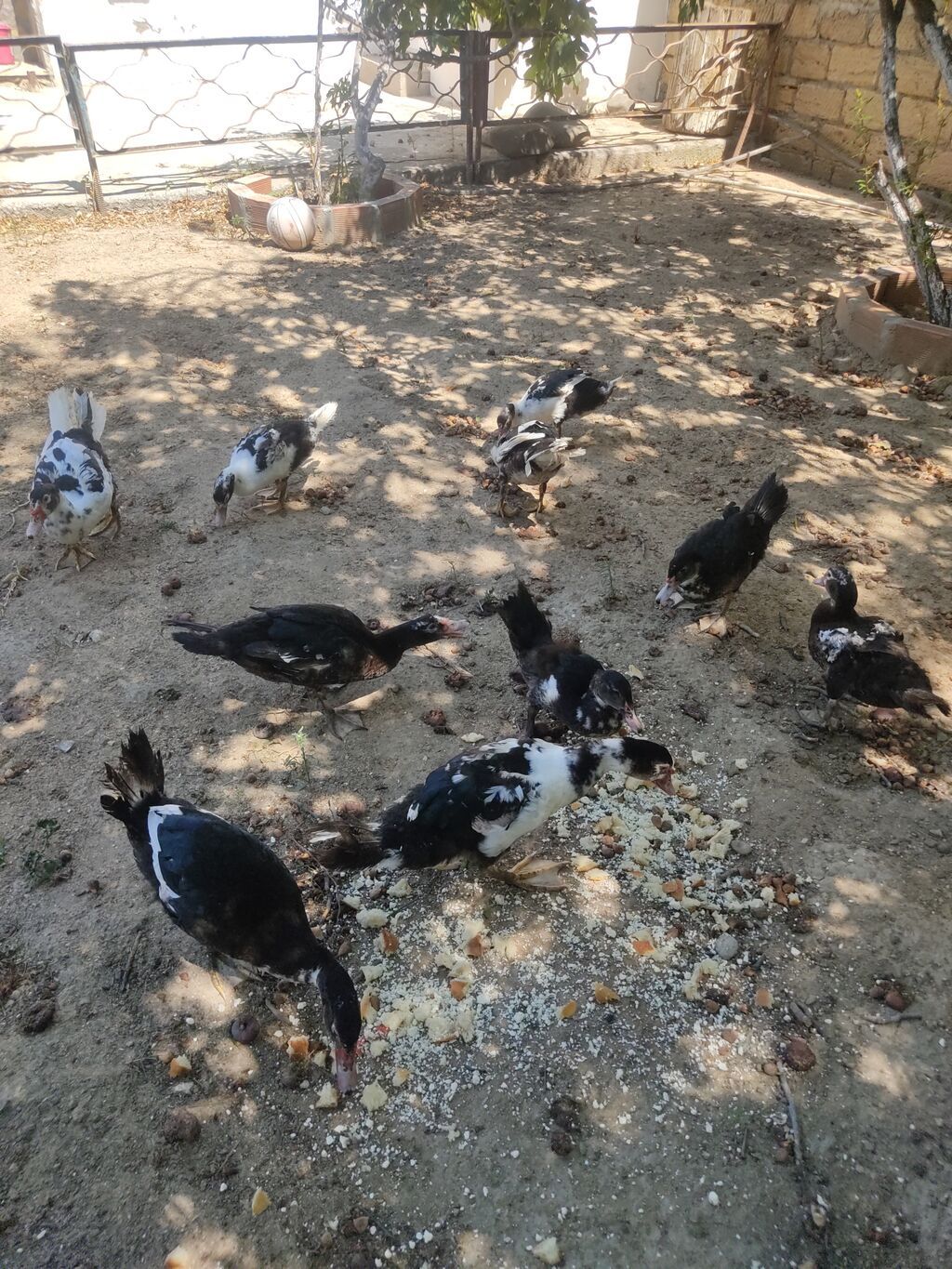 Tam sagllam Lal ordekler. 10 ededi. qiymet. hamsina. aiddi tek tek — Heyvanlar, Digah (5)