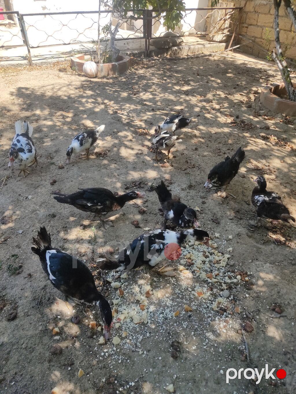 Tam sagllam Lal ordekler. 10 ededi. qiymet. hamsina. aiddi tek tek — Heyvanlar, Digah (5)