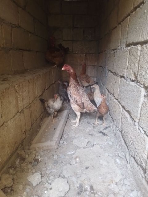 Toyuq, Damazlıq — Qobu
