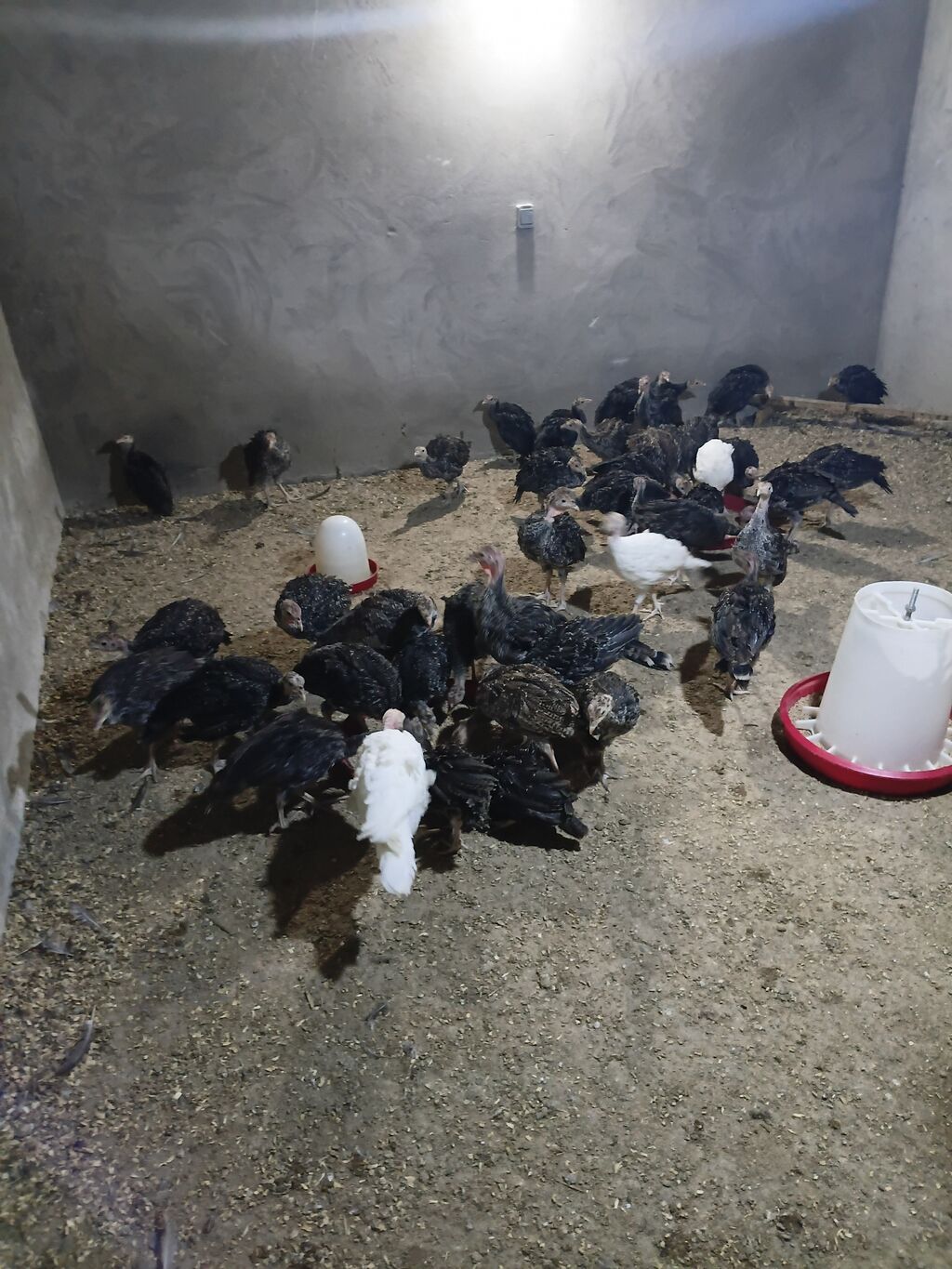 Hinduşka cücələri, Damazlıq — Heyvanlar, Digah (6)