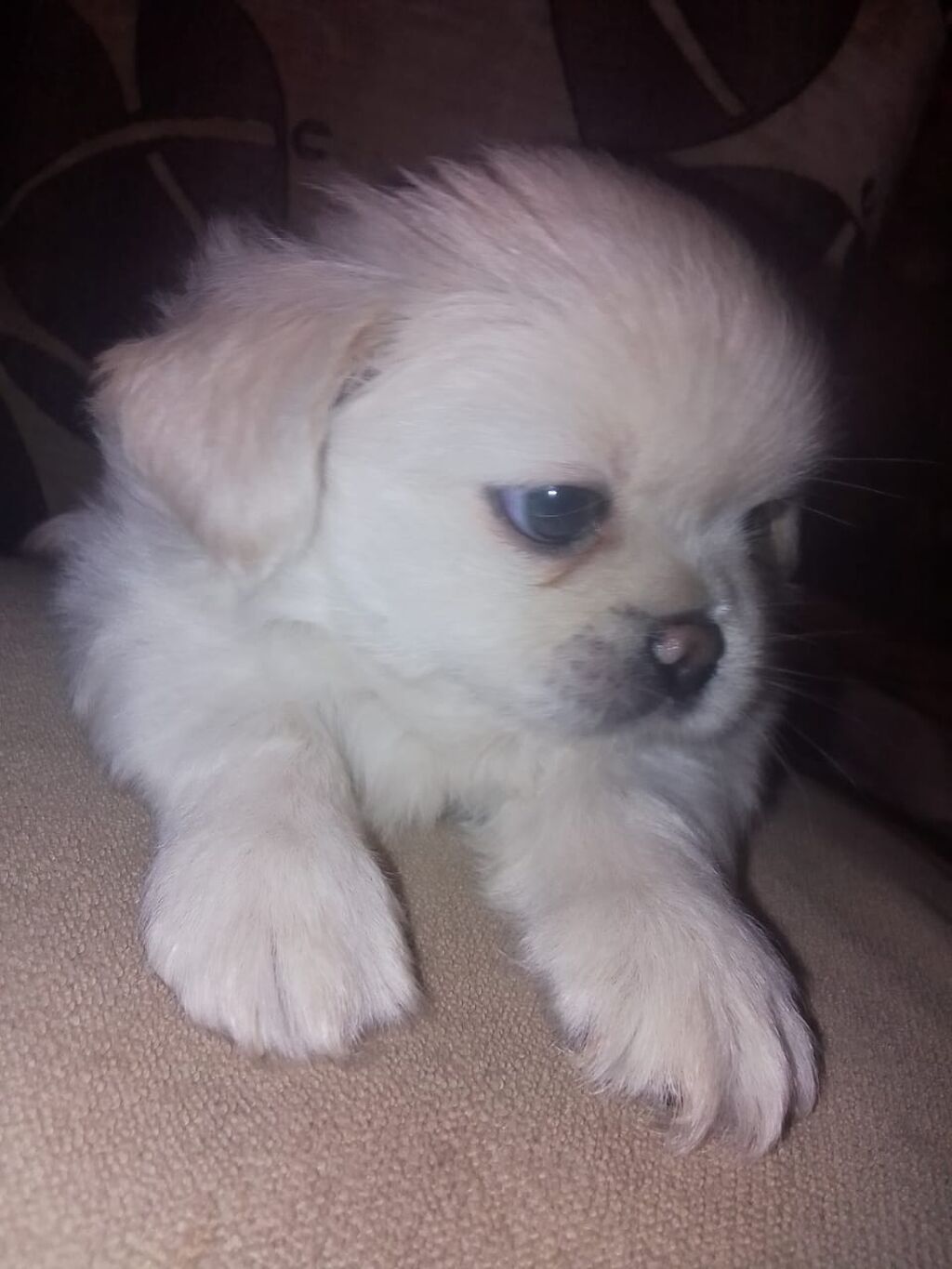 Pekines, 1 ay, Dişi, Peyvəndli — Heyvanlar, Bakı (5)