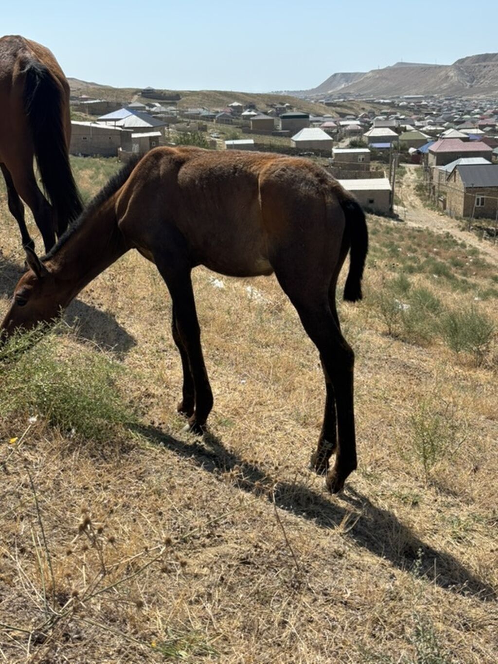Salam 2aylq dişi dayca Ana atasi yorqadi hec bir prablemi yoxdur ot — Atlar, Qobu (3)