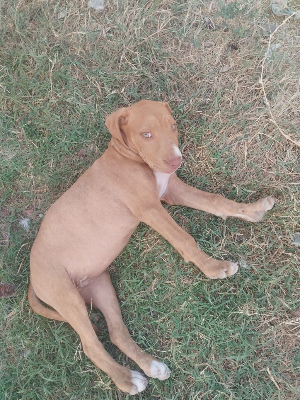 Pitbul, 2 ay, Dişi — Heyvanlar, Digah (2)