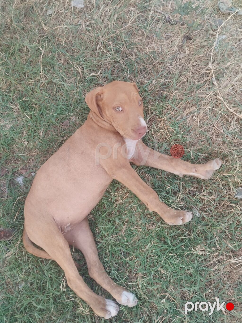 Pitbul, 2 ay, Dişi — Heyvanlar, Digah (2)