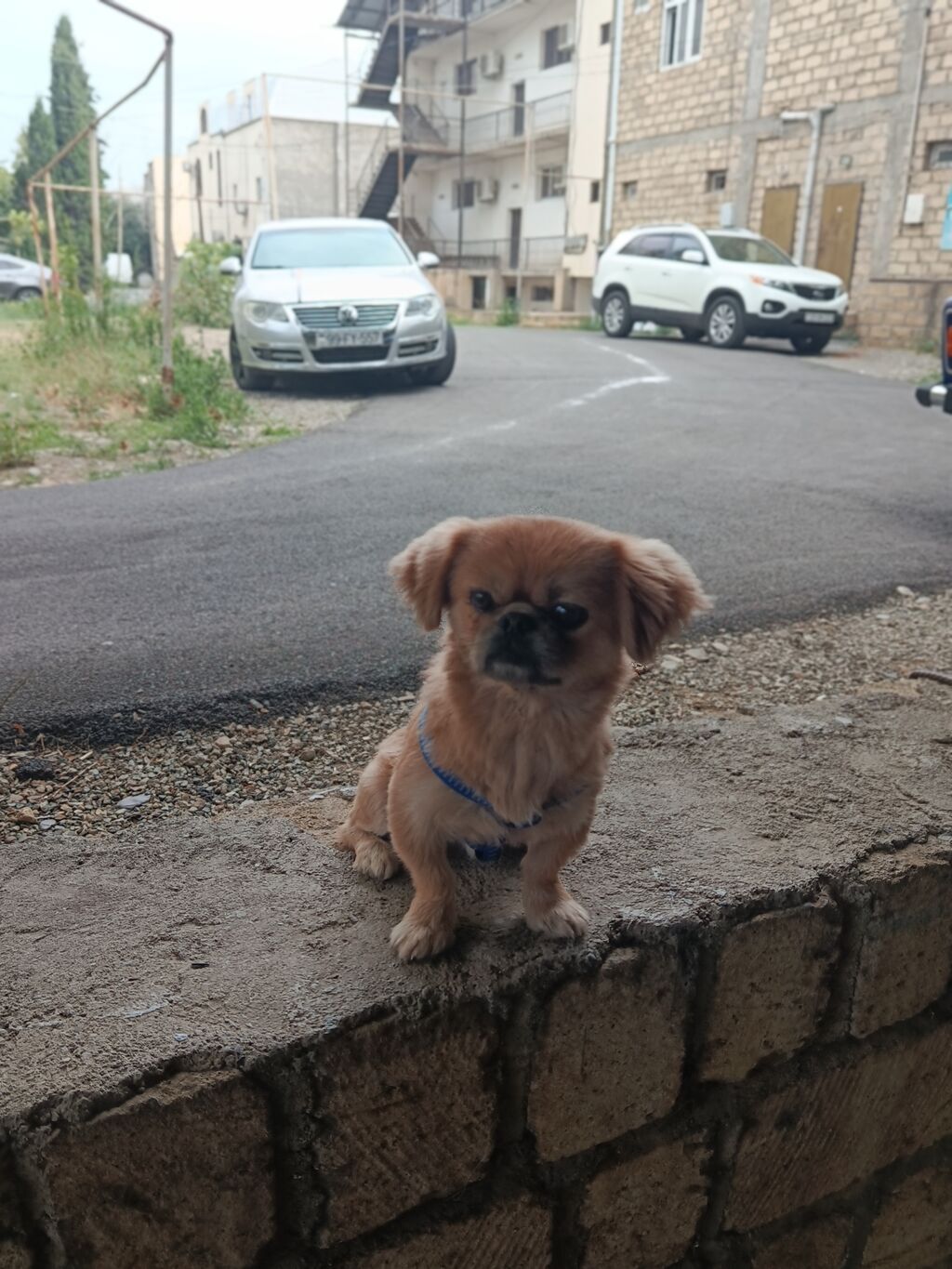 Pekines, 1 il, Erkək, Ünvandan götürmə — Heyvanlar, Gəncə (2)