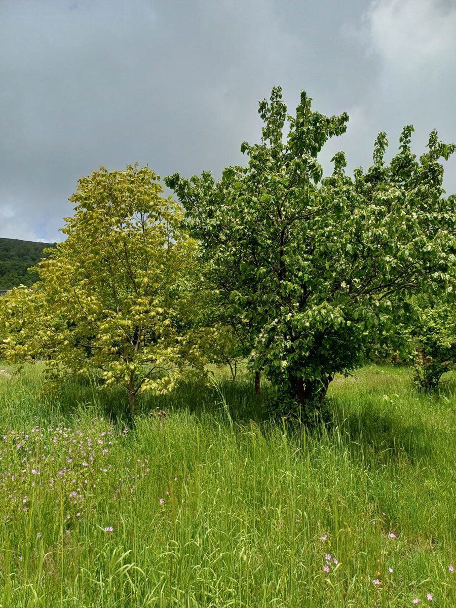 12 sot torpaq sahəsi, Şamaxı r — Torpaq, Şamaxı (4)