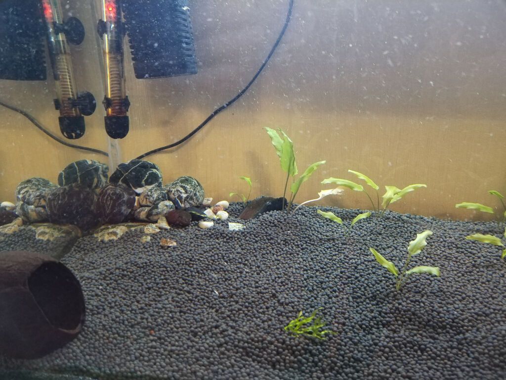 Dördbucaq akvarium, 140 l — Heyvanlar, Bakı (4)