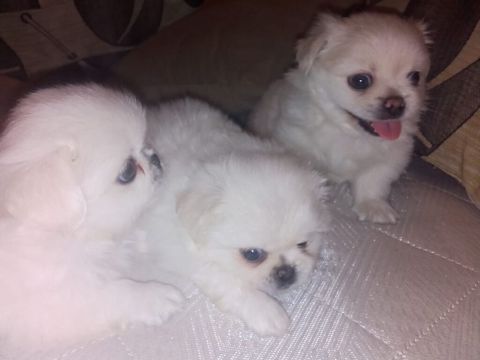 Pekines, 1 ay, Dişi, Peyvəndli — Bakı