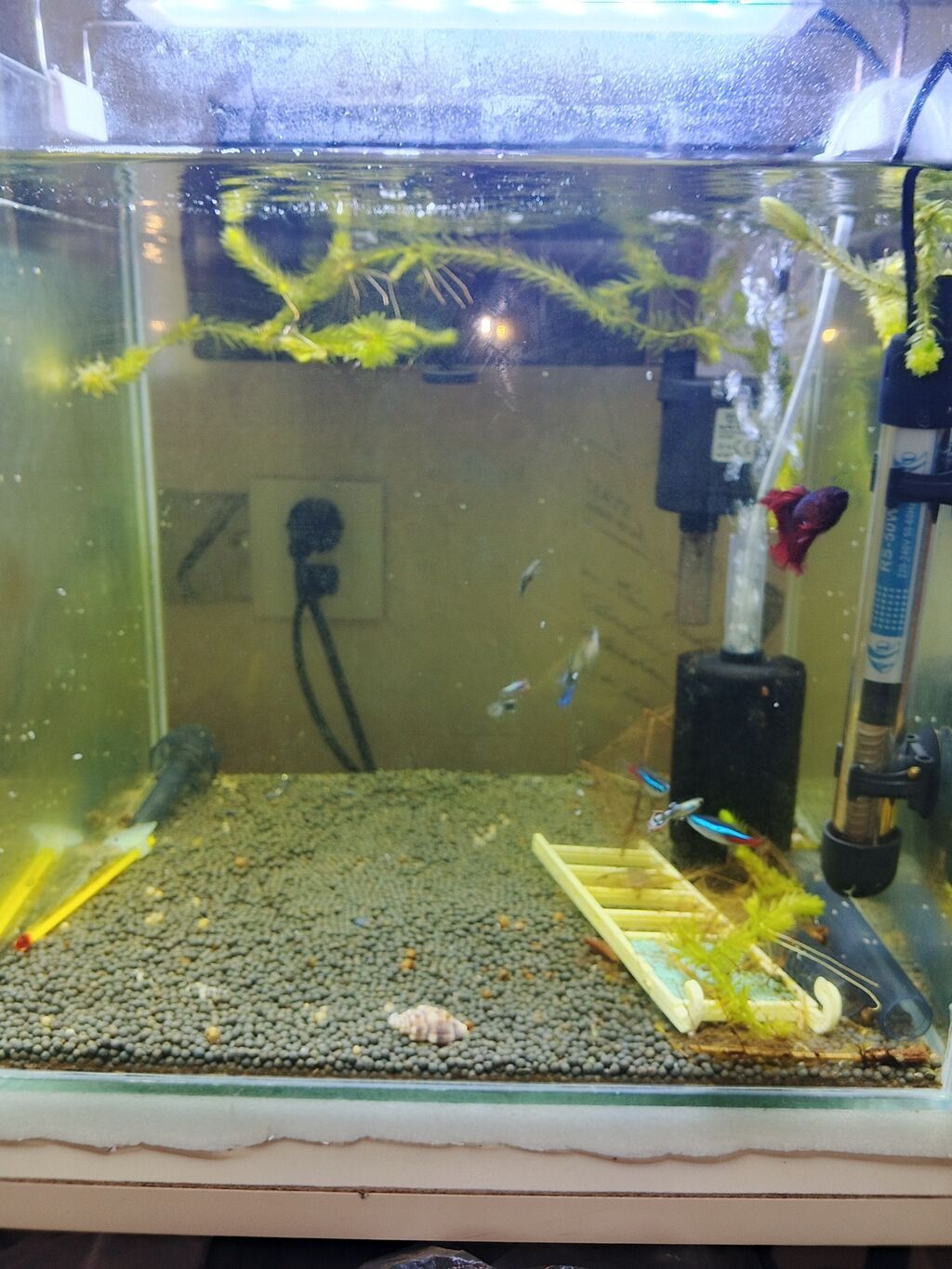 35.35.35 akva 11 balig tetra guppy Betta güçlü filtre — Heyvanlar, Digah (4)