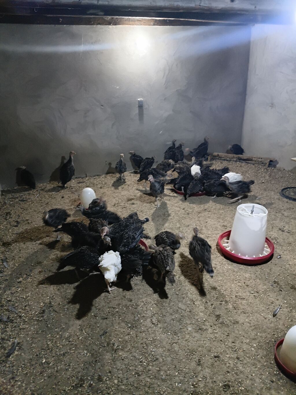 Hinduşka cücələri, Damazlıq — Heyvanlar, Digah (5)