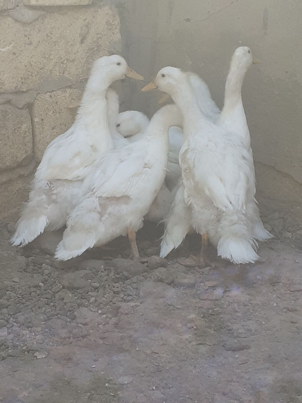 Pekin ordekler 7 dene 2 aylig. biri 6 manat. 055. 880. 85. 29. unvan — Heyvanlar, Xırdalan (3)