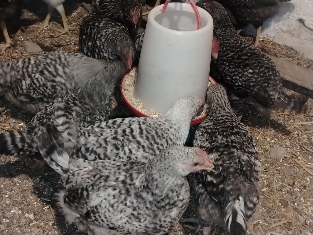 Xarkov sortu, vaksinləri vurulub, 4 aylıqdır, cəmi 70 dənə qalıb ciddi — Heyvanlar, Digah (2)