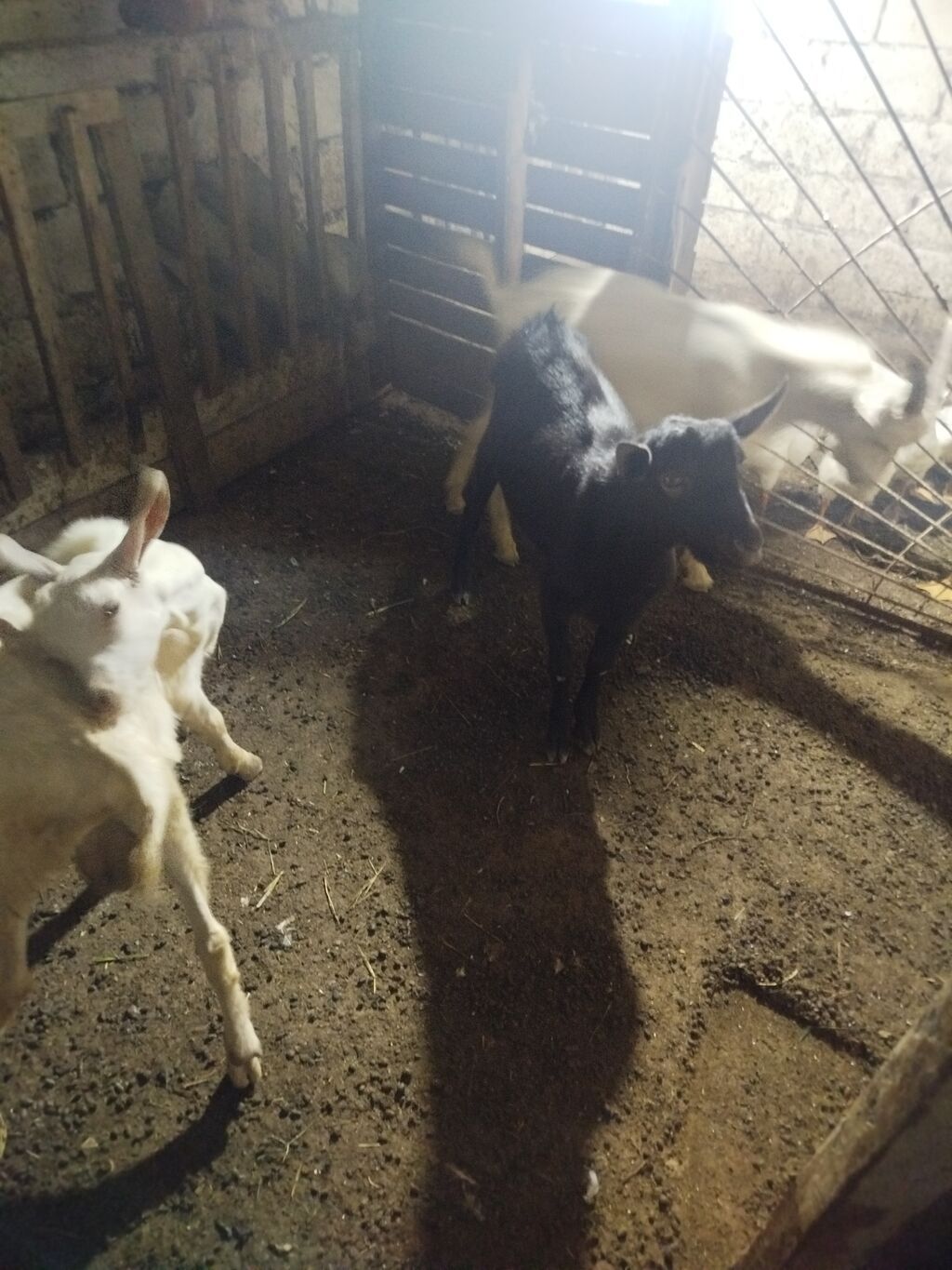 Cəld böyüyən balaca keçilər - Növ: yerli süd istiqamətli keçilər — Heyvanlar, Digah (3)