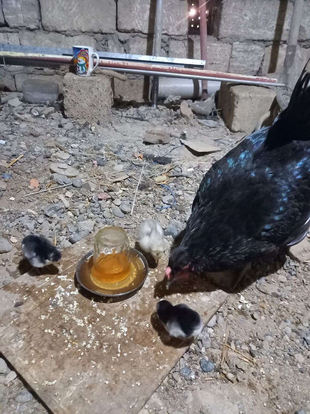 Toyuq, Australorp, Damazlıq, Ünvandan götürmə — Heyvanlar, Bakı (4)
