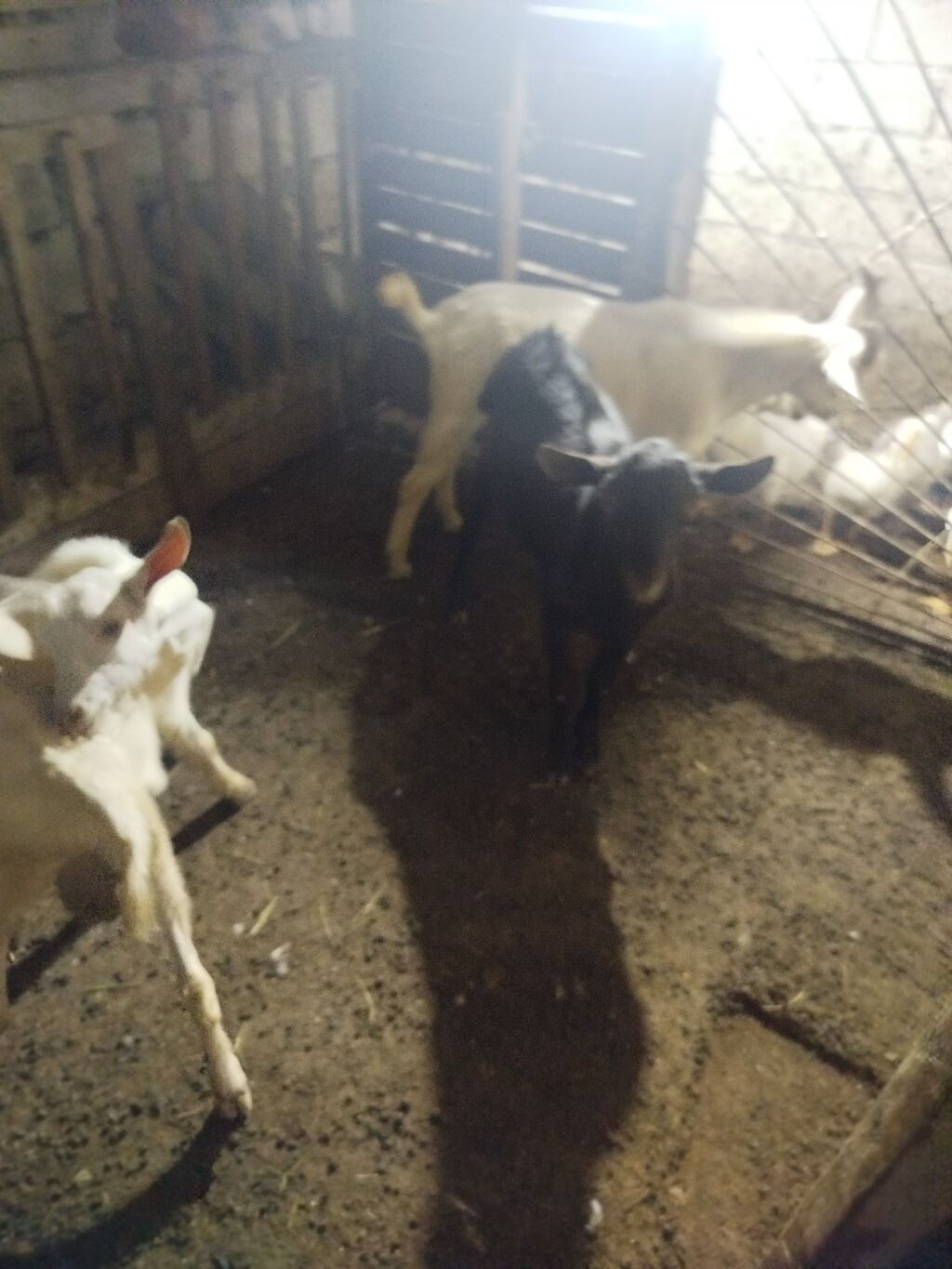 Cəld böyüyən balaca keçilər - Növ: yerli süd istiqamətli keçilər — Heyvanlar, Digah (2)