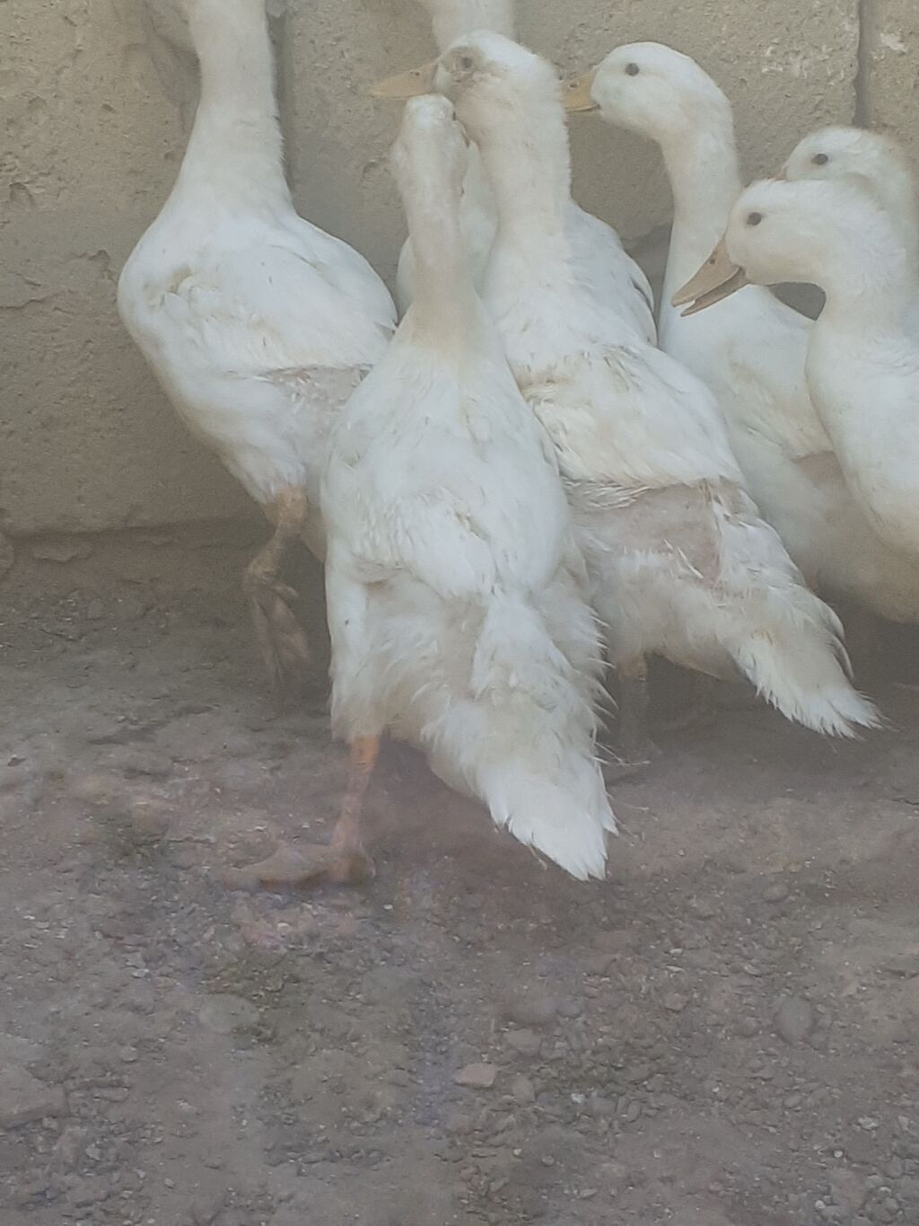 7 dene pekin ordekler iki aylig biri 6 manat. kend xirdalan 055 — Heyvanlar, Xırdalan (2)