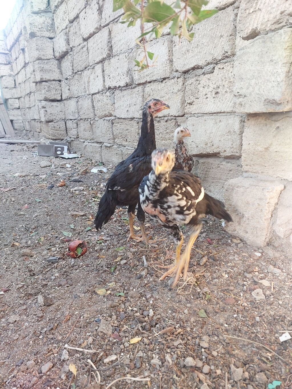 Toyuq cücələri, Damazlıq — Heyvanlar, Sumqayıt (4)