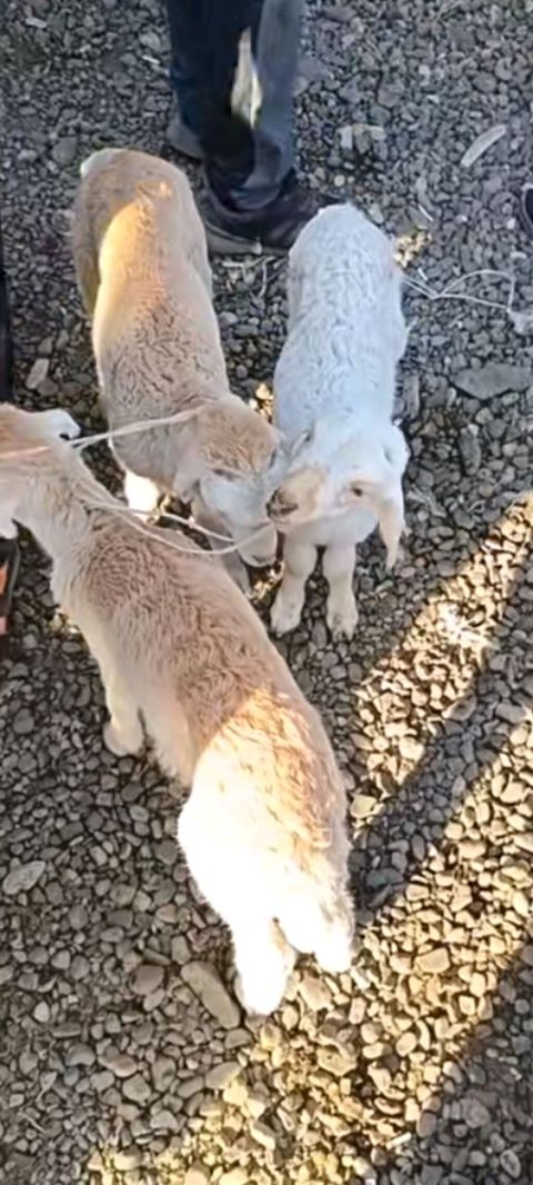 Quzular satılır 1 erkəy 2 dişi — Bakı