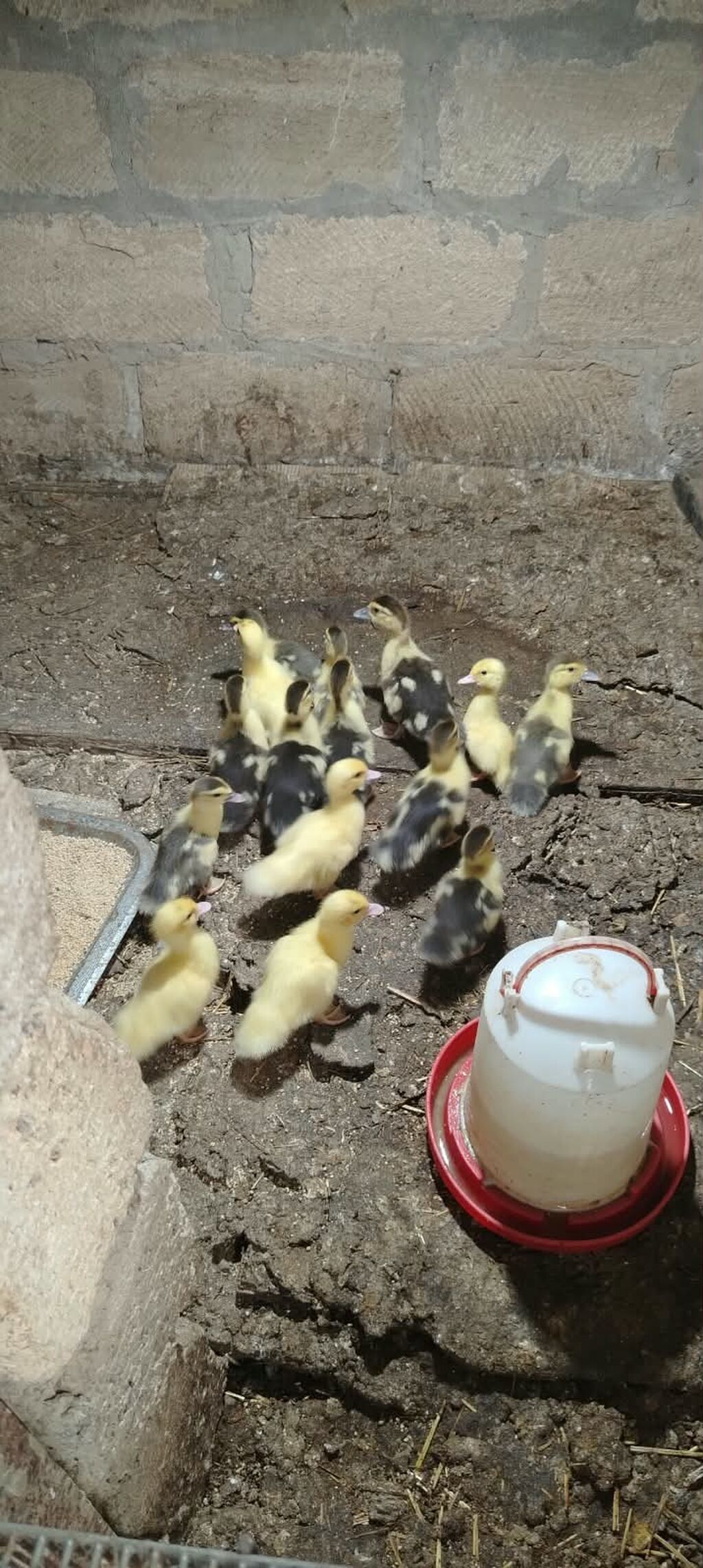 Satılır müxtəlif rəng çalarlarında ördəklər və ördək balaları — Heyvanlar, Sumqayıt (3)