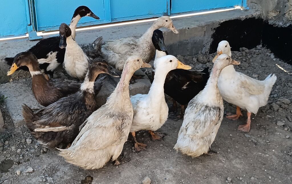 10 eded ördek satilir 8 disi 2 erkek ördeklerdi son — Quşlar, Pirəkəşkül (2)
