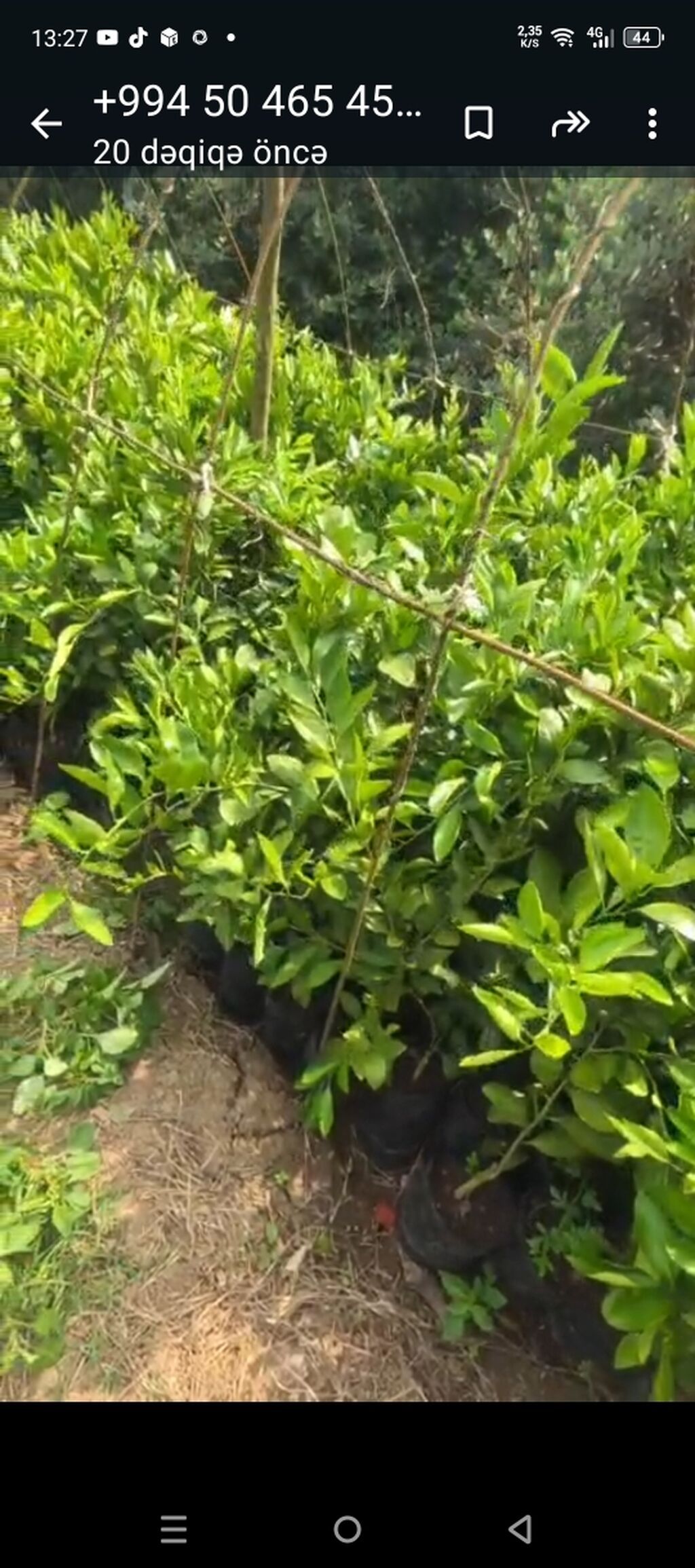 Mandarin (sitrus) tingi fidanları - Növ: Mandalina ağacı (sitrus) — Bitkilər, Astara (2)
