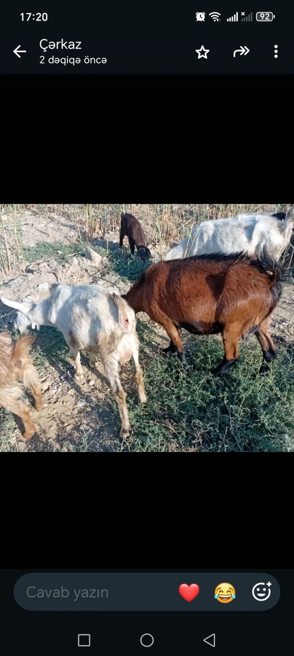 Salam bidenə temiz obir haş alpin 3 qarın doxub qurudub bir denə de — Heyvanlar, Qobu (3)