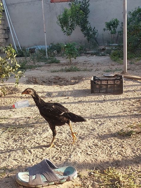 Toyuq cücələri, Damazlıq — Sumqayıt