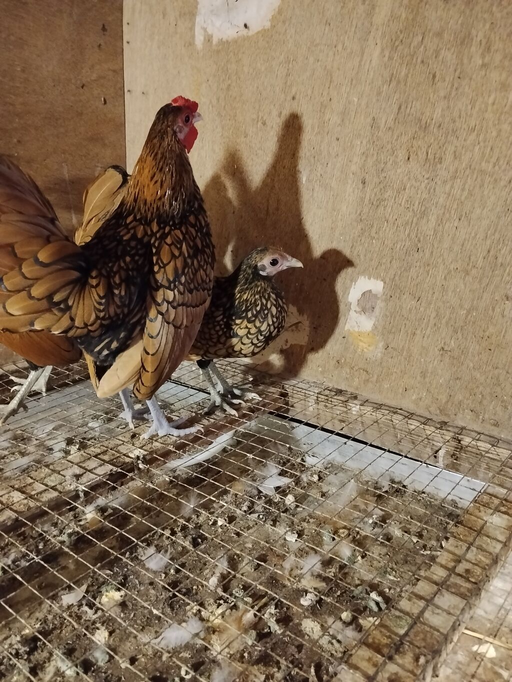 Bir cut Təmiz qan qizili zibrayt satilir.Cavandilar saglamdilar.Baki — Quşlar, Şəki