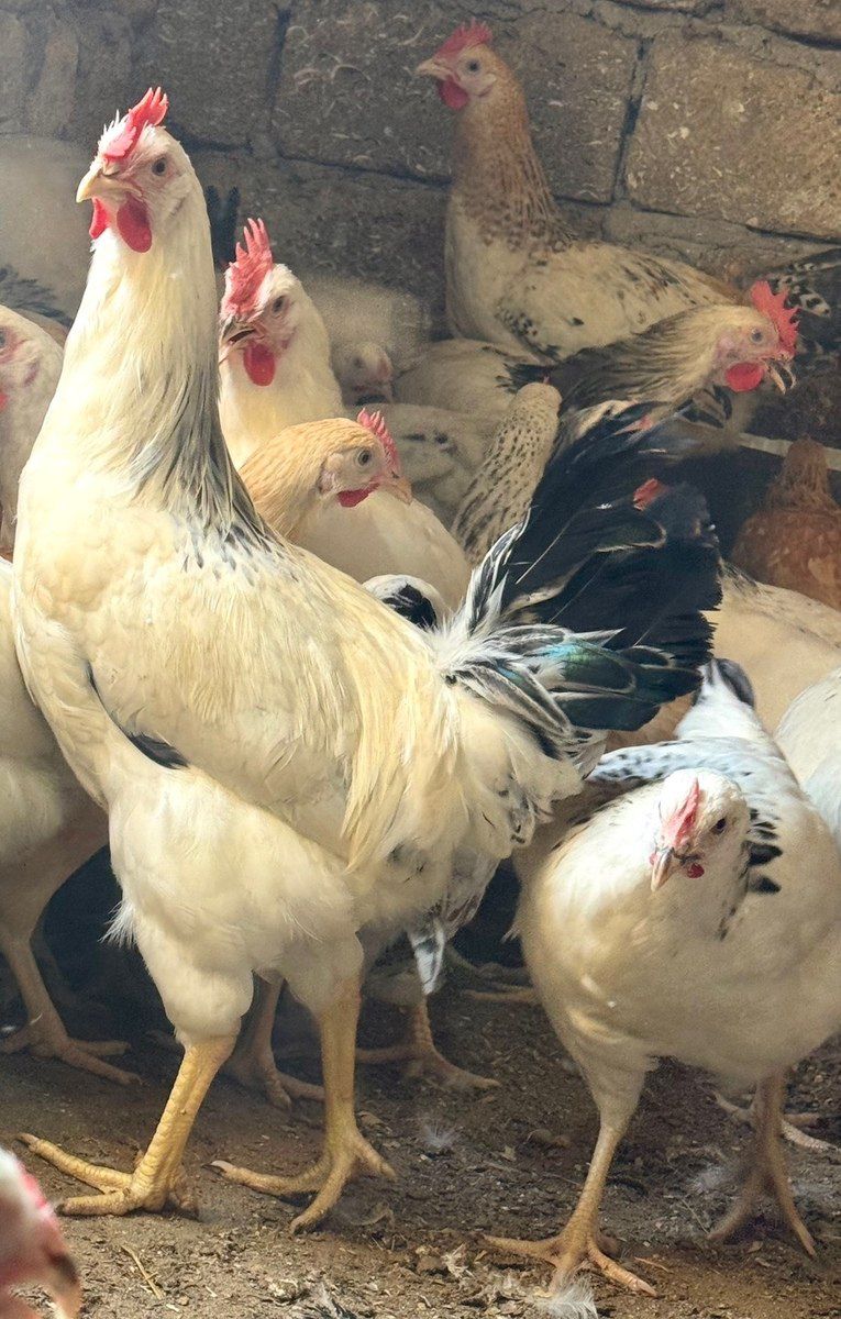 Kənd çolpası, xoruzu, toyuğu — Quşlar, Bakı (2)
