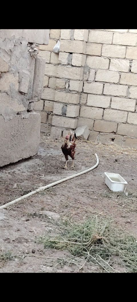 Hər ölçüdə toyuqlar xoruzlar 3 kloya qədər toyuqlar var çəkilərine — Sumqayıt