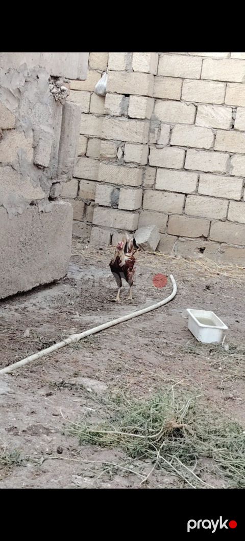 Hər ölçüdə toyuqlar xoruzlar 3 kloya qədər toyuqlar var çəkilərine