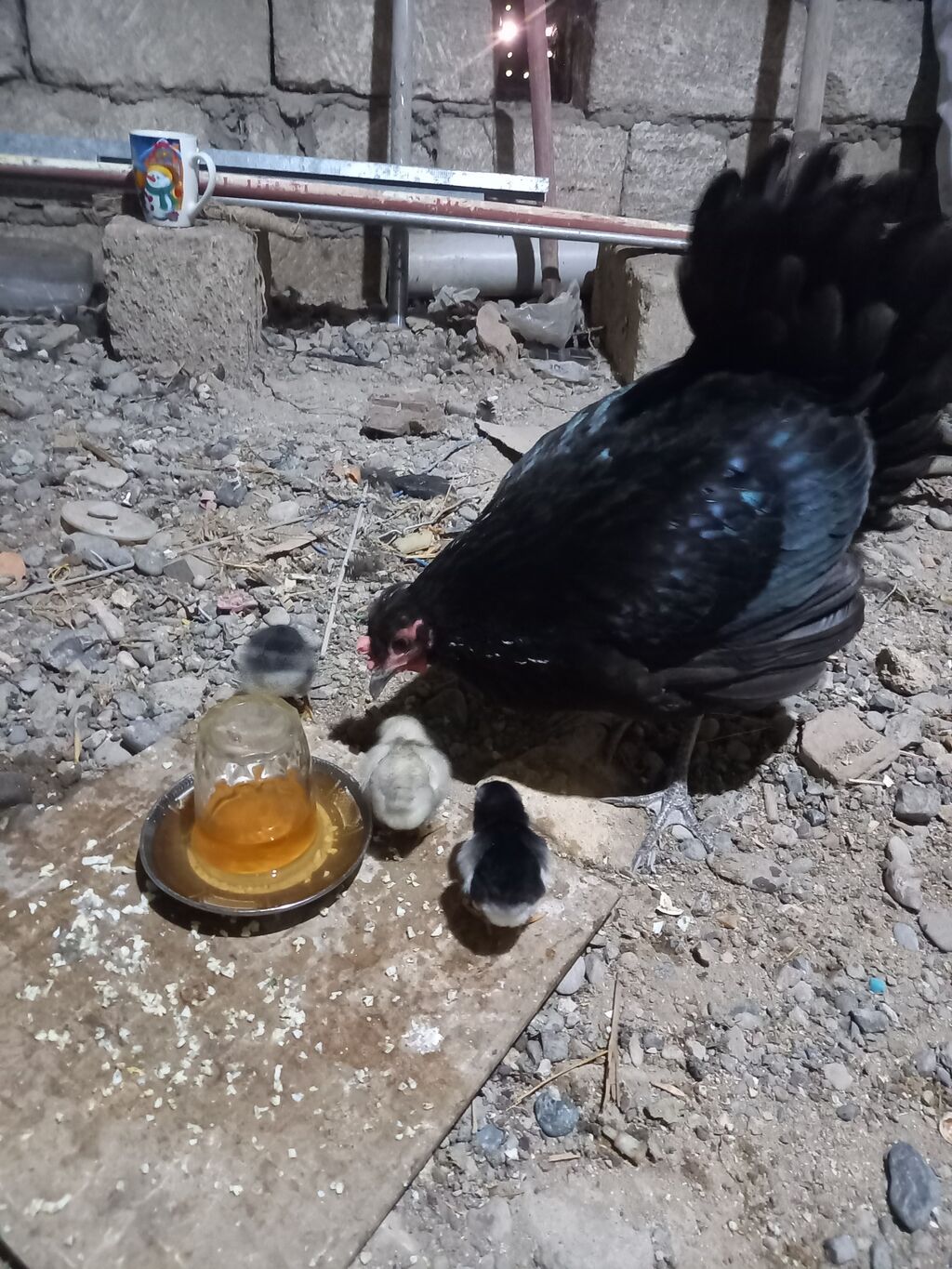 Toyuq, Australorp, Damazlıq, Ünvandan götürmə — Heyvanlar, Bakı (3)