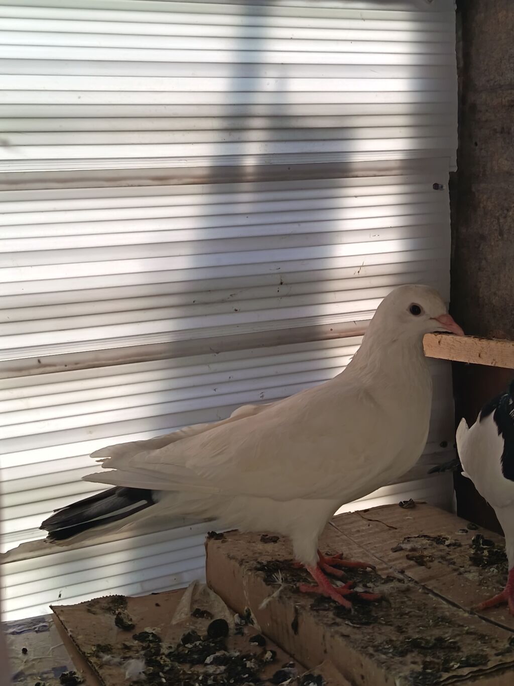 Salam. tam saglam heyvandı. Ucan heyvanlarda var ucasi balalarda var — Quşlar, Şəki (5)