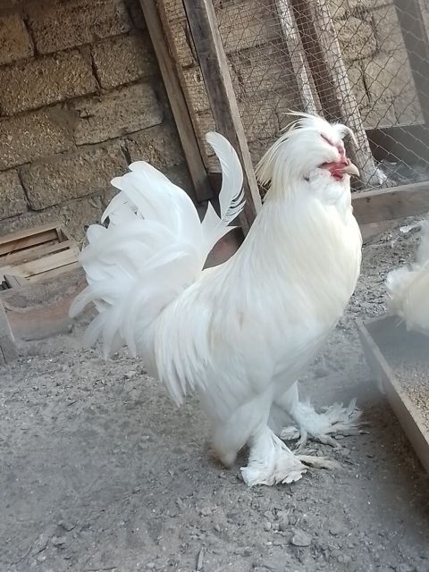 Sultan xoruzu — Bakı