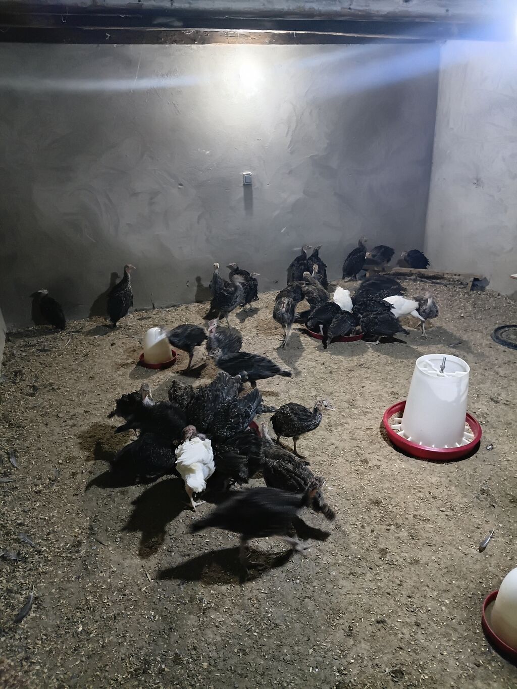 Hinduşka cücələri, Damazlıq — Heyvanlar, Digah (4)