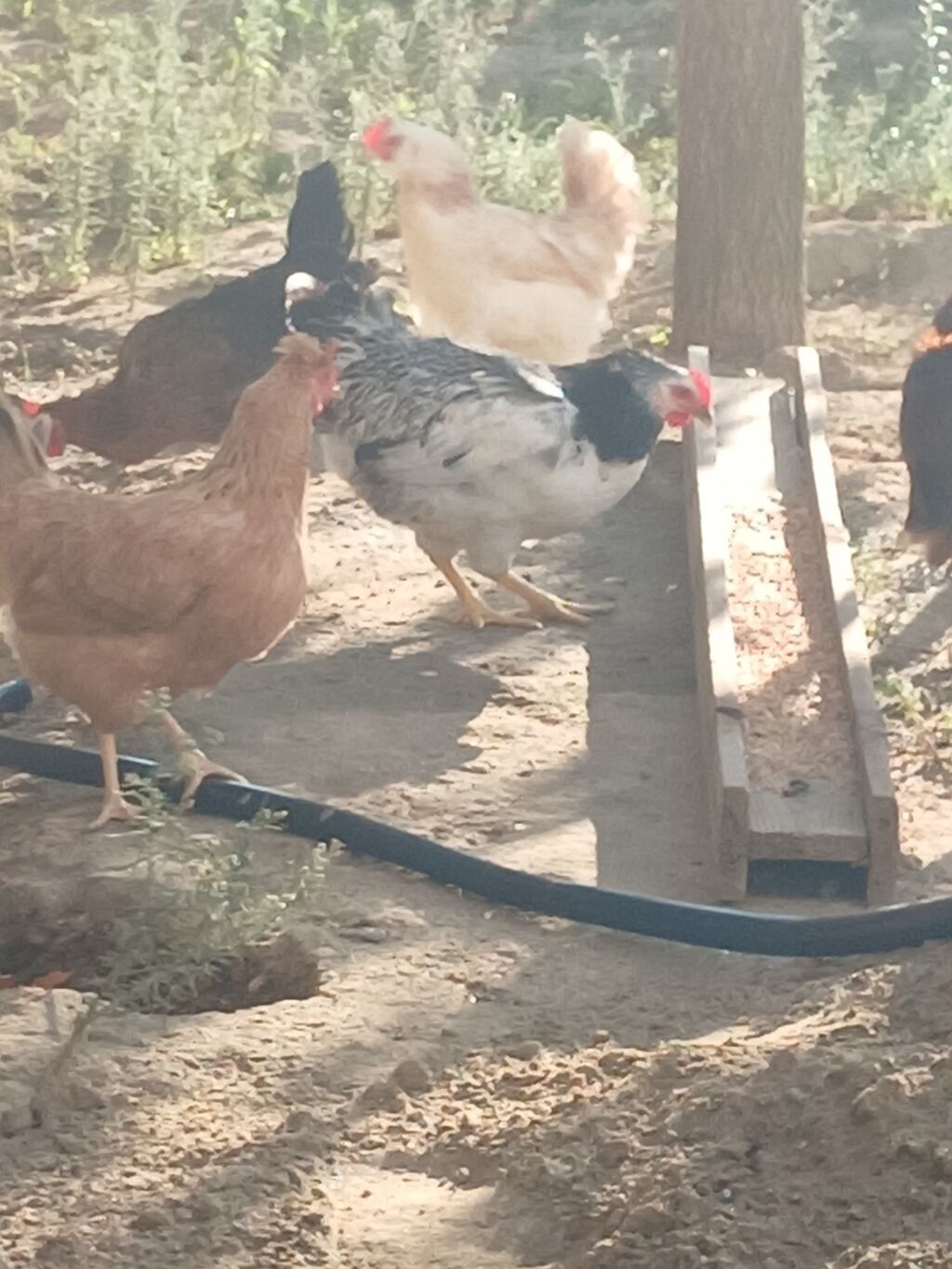 Toyuq, Yumurtalıq, Ünvandan götürmə — Heyvanlar, Bakı (4)