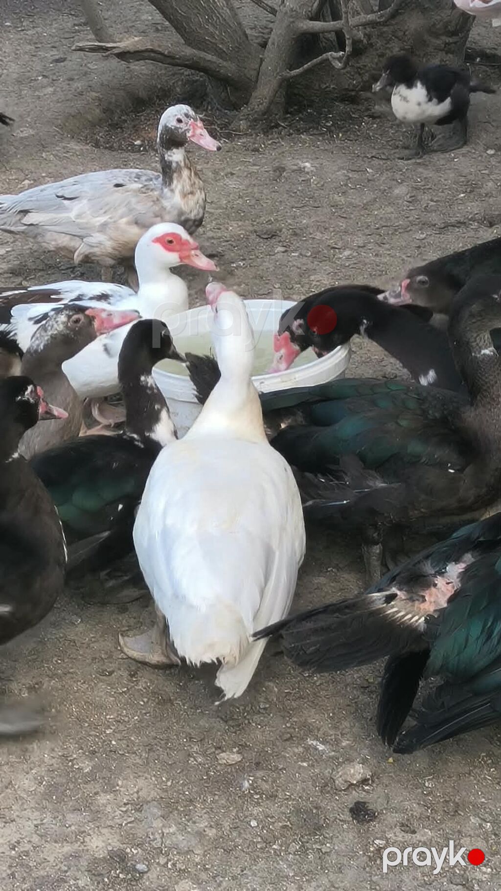 Byoukler 6 ayliq 23 azn Balcalar 1 ayliq 10 azn Çox sayda alana — Heyvanlar, Xırdalan (2)