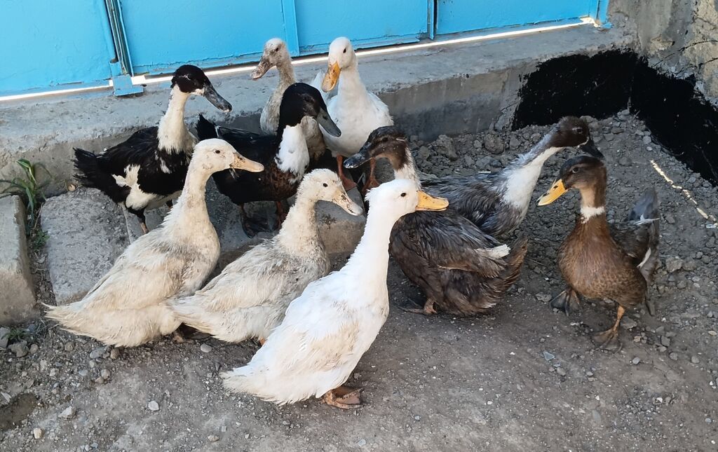 10 eded ördek satilir 2erkek 8 disi ördeklerdi — Heyvanlar, Pirəkəşkül