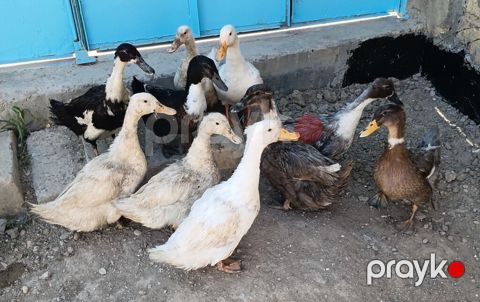 10 eded ördek satilir 2erkek 8 disi ördeklerdi