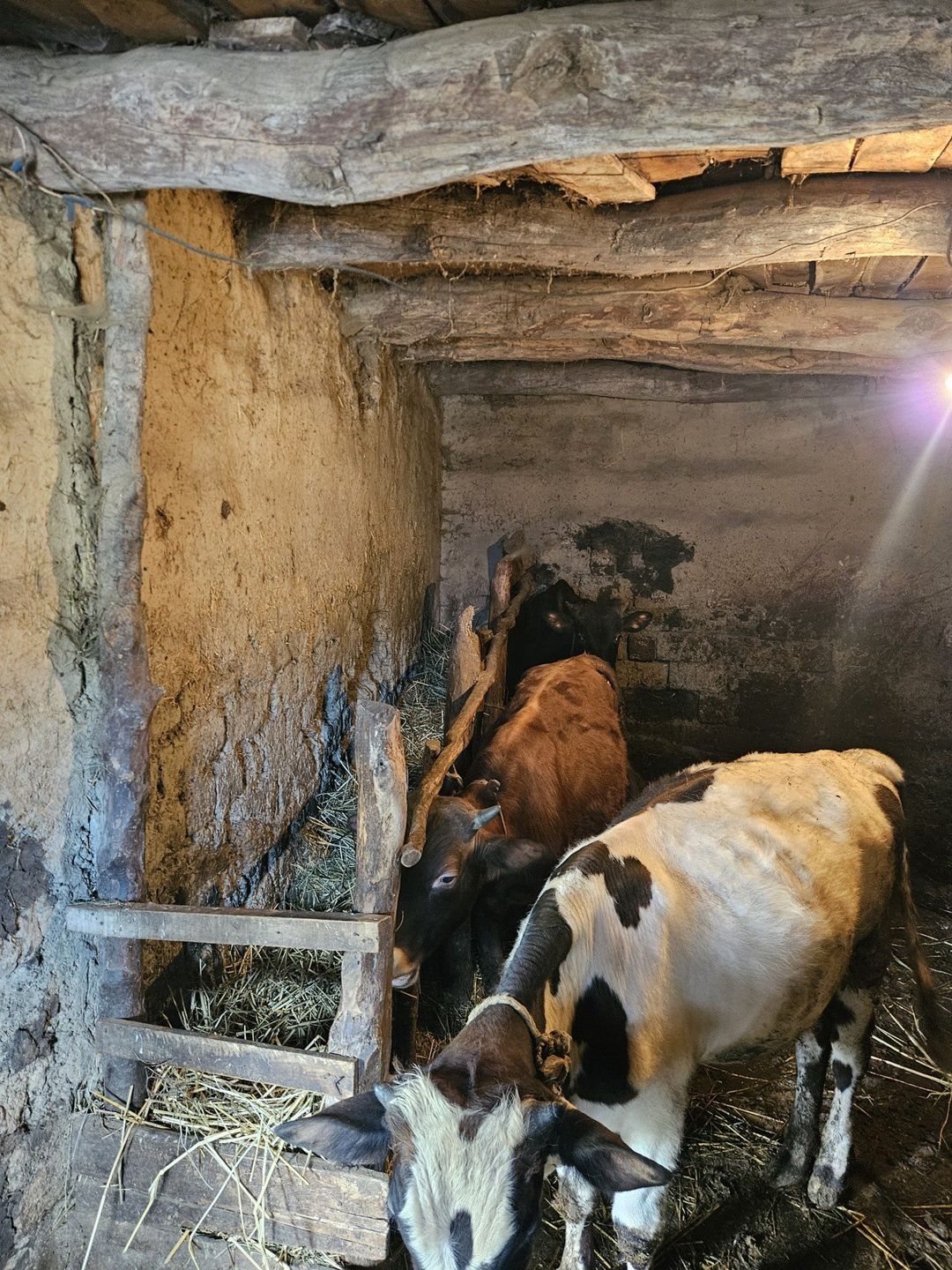 İnəklər — Heyvanlar, Qusar (3)