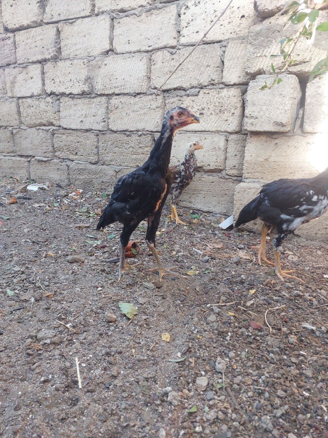 Heyratı beçəsi — Quşlar, Sumqayıt (2)