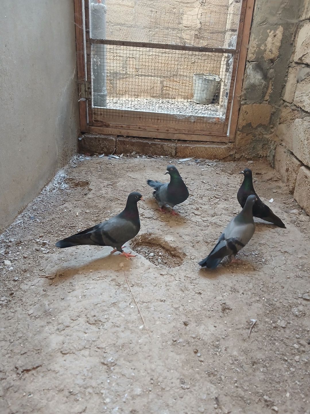 Göyərçinlər — Quşlar, Bakı (4)