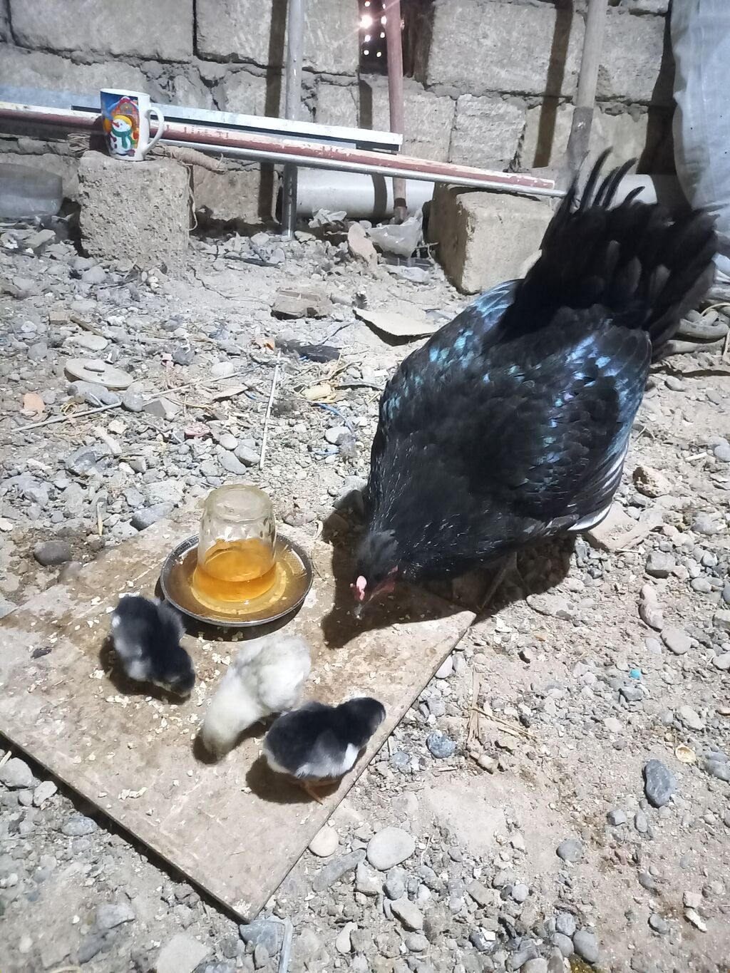 Toyuq, Australorp, Damazlıq, Ünvandan götürmə — Heyvanlar, Bakı (6)