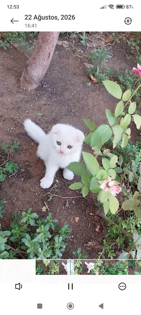 Şotland yastı qulaq — Masazır