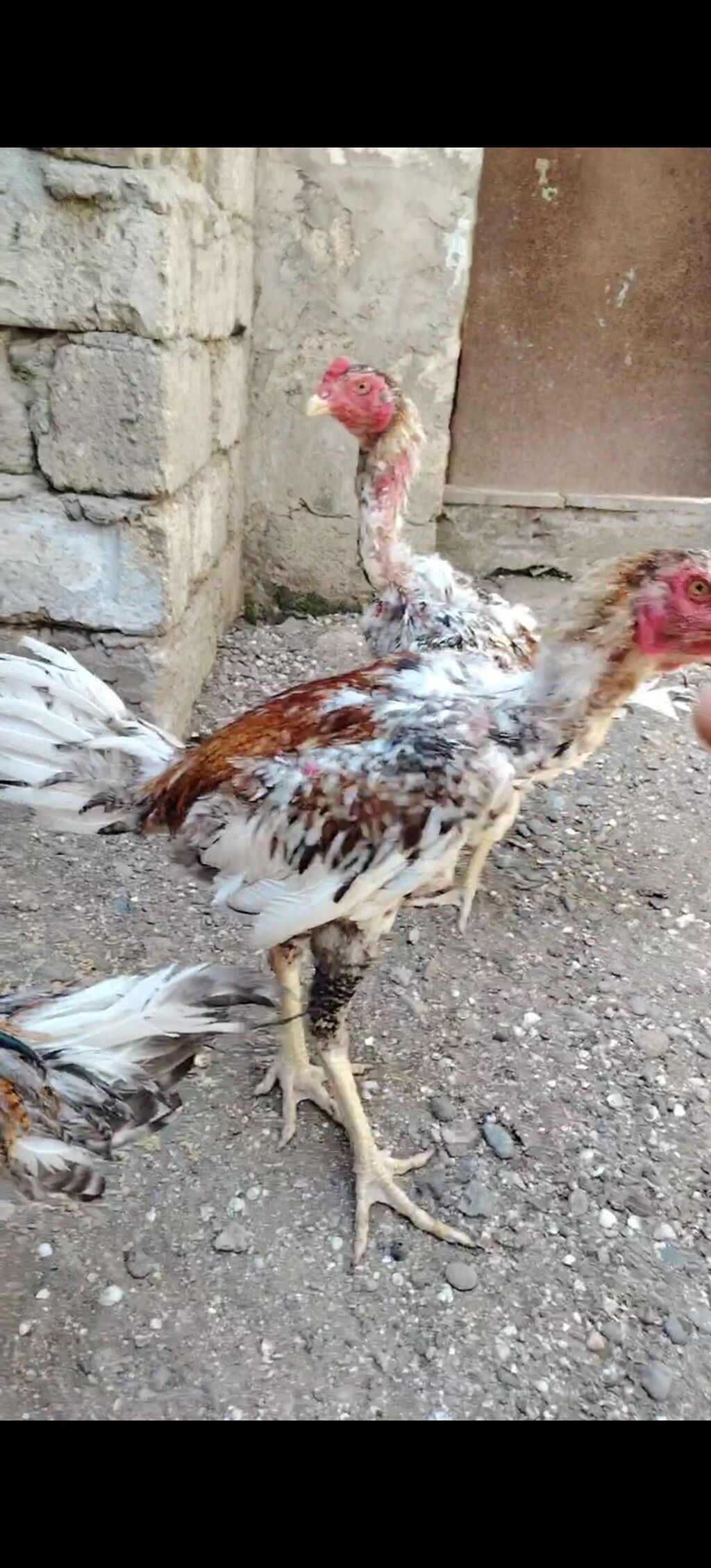 Salam heyvanlar goz qabagindadi saglamliglarina cavabdehem, biri — Heyvanlar, Salyan (3)