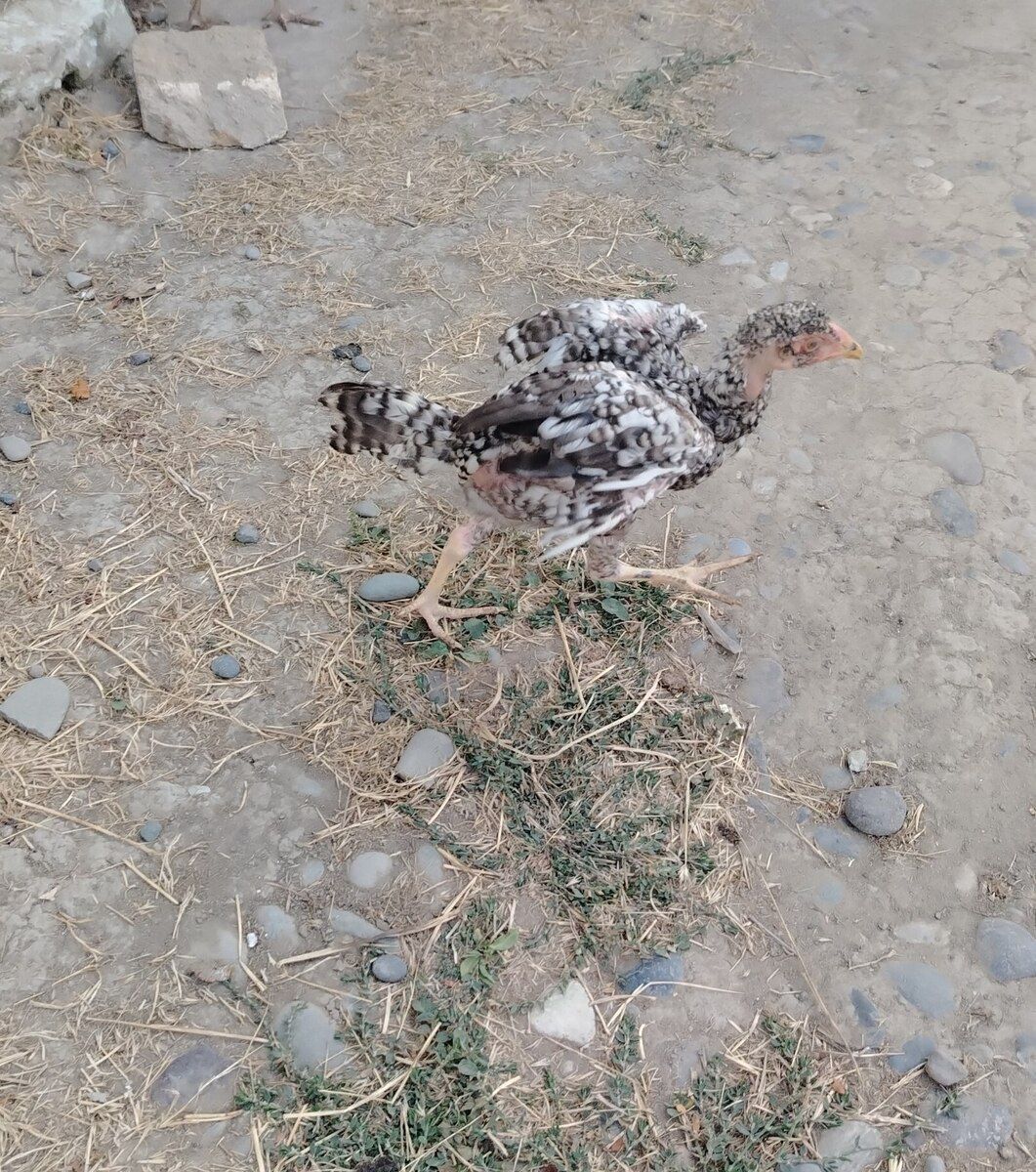 Heyratı — Quşlar, Neftçala (3)